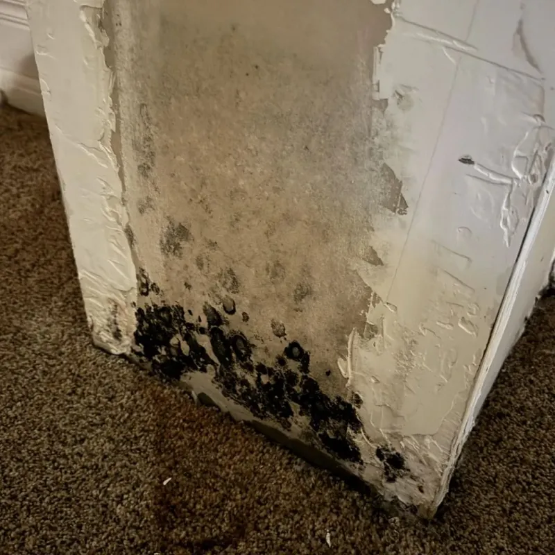 Professional Mold Removal in South Taft, CA